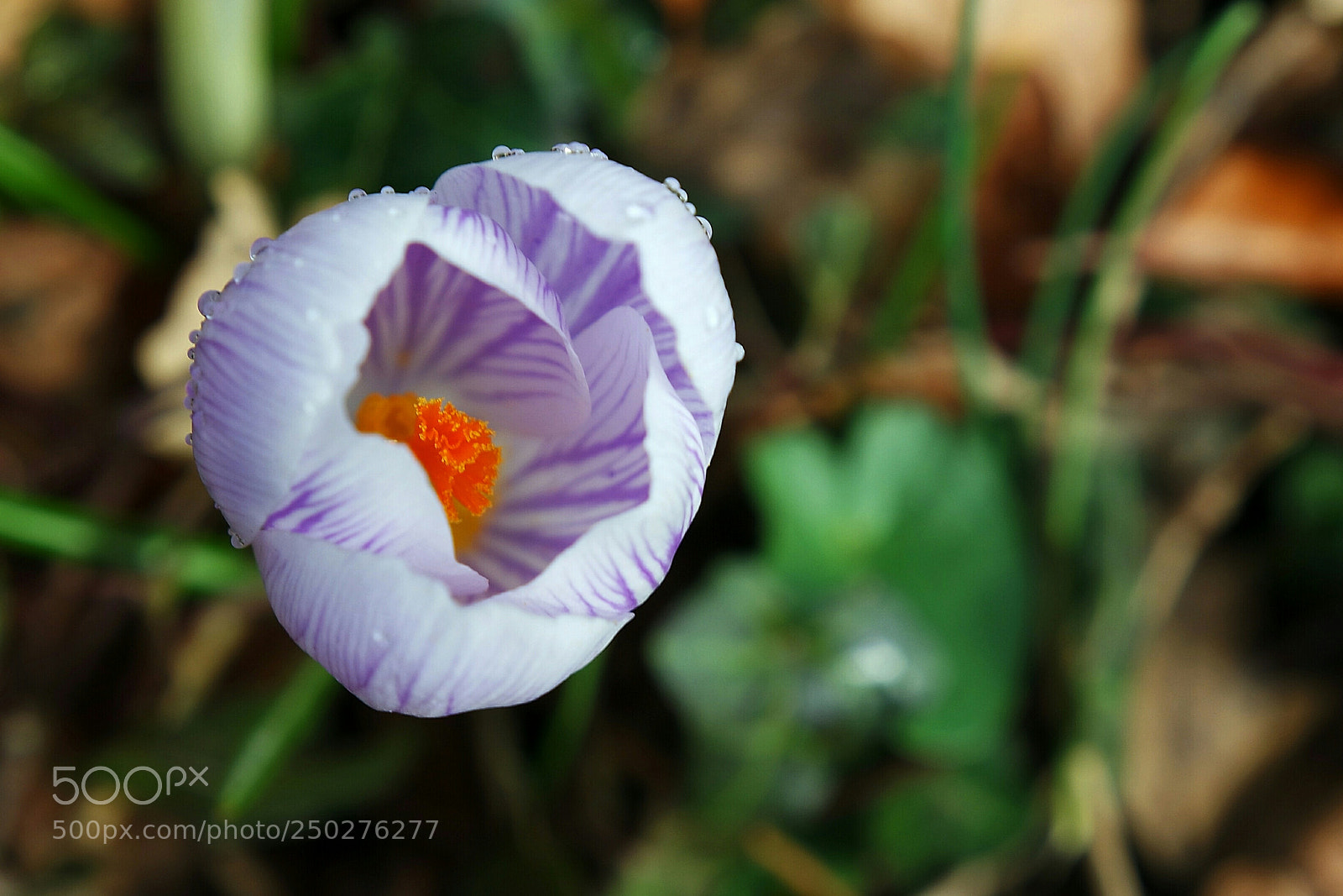 Samsung NX3000 sample photo. Spring photography