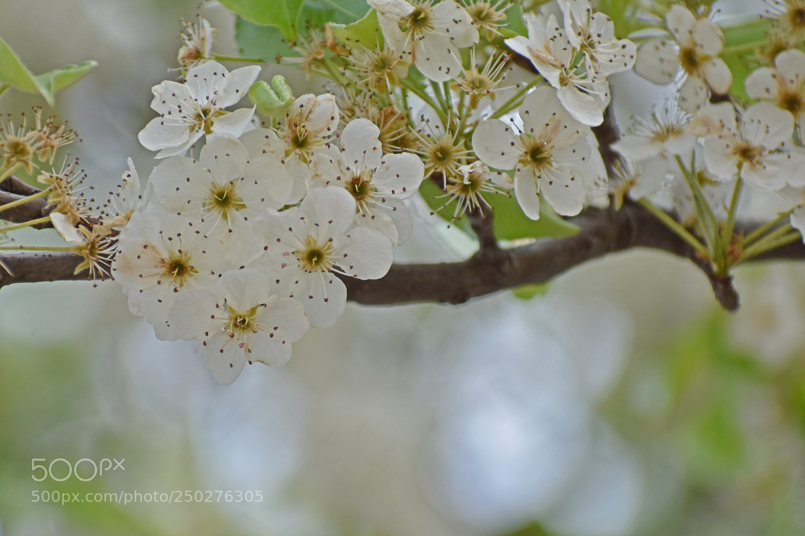 Nikon D7200 sample photo. 一树梨花 photography