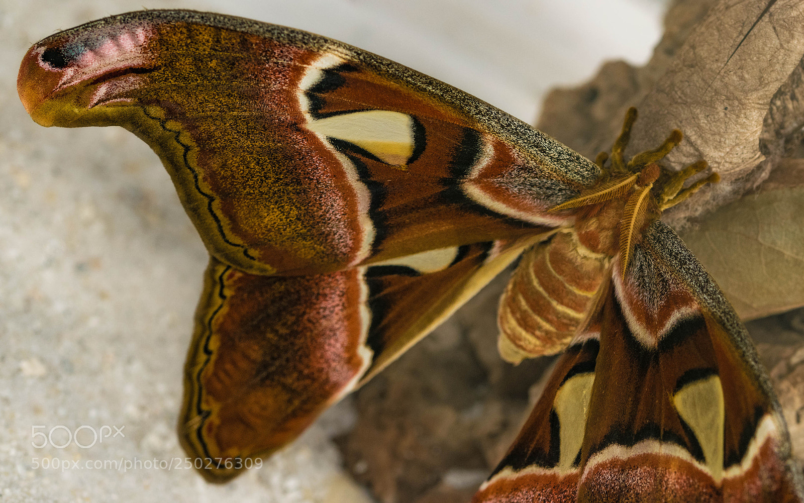 Nikon D5300 sample photo. Attacus atlas photography