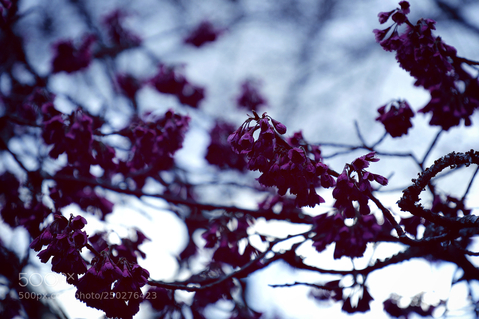 Canon EOS 5D Mark IV sample photo. Untitled photography