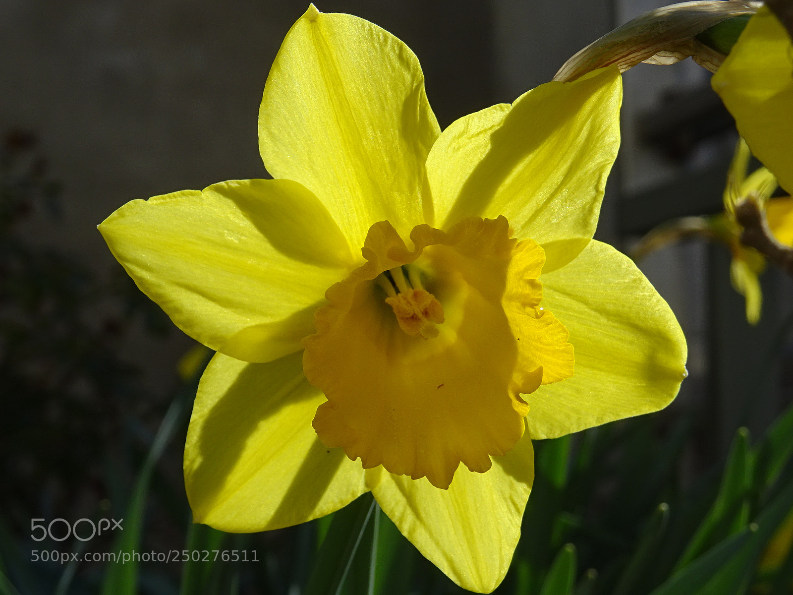 Sony DSC-HX60 sample photo. Narcisse photography