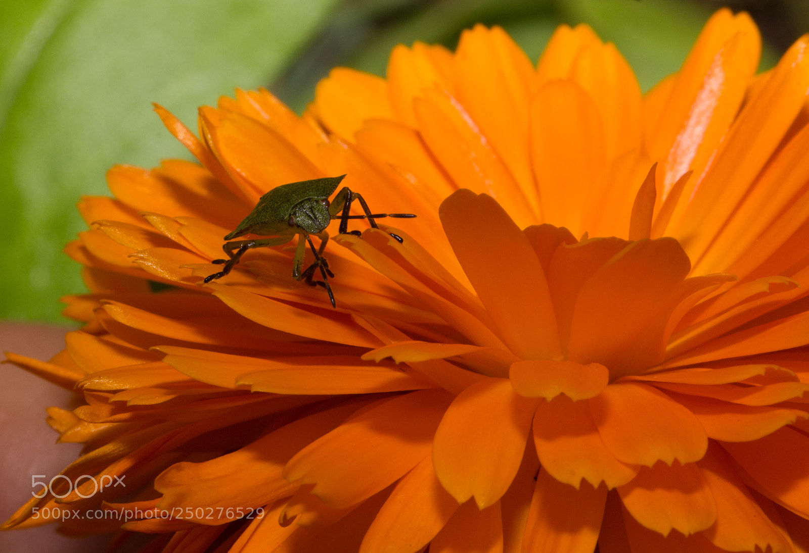 Canon EOS 550D (EOS Rebel T2i / EOS Kiss X4) sample photo. Green shield bug photography