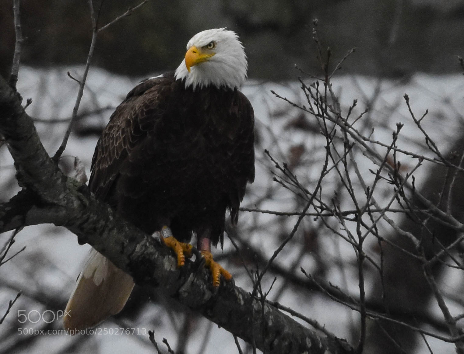 Nikon D3400 sample photo. Bald eagle photography