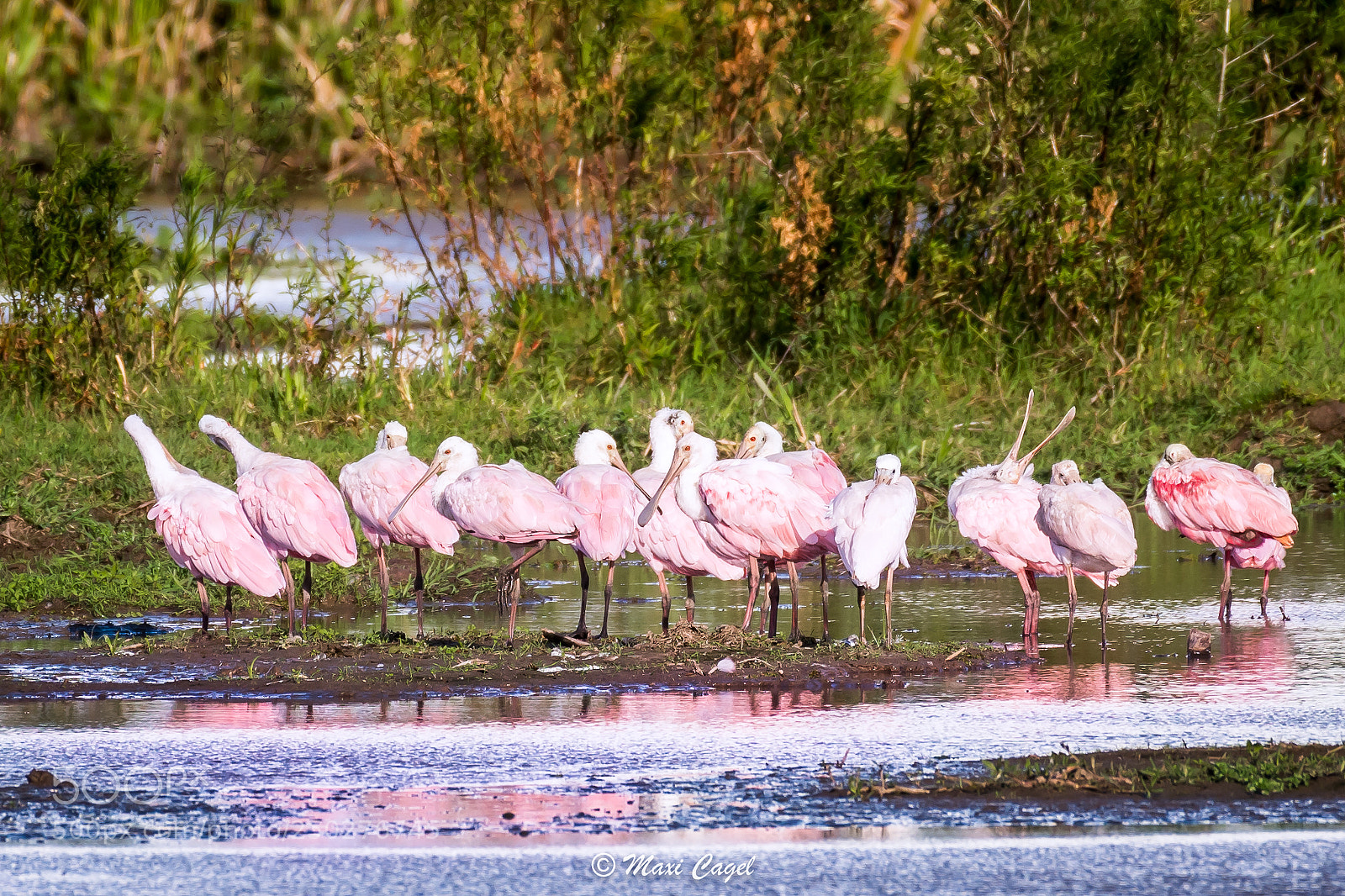 Nikon D500 sample photo. Pink family photography