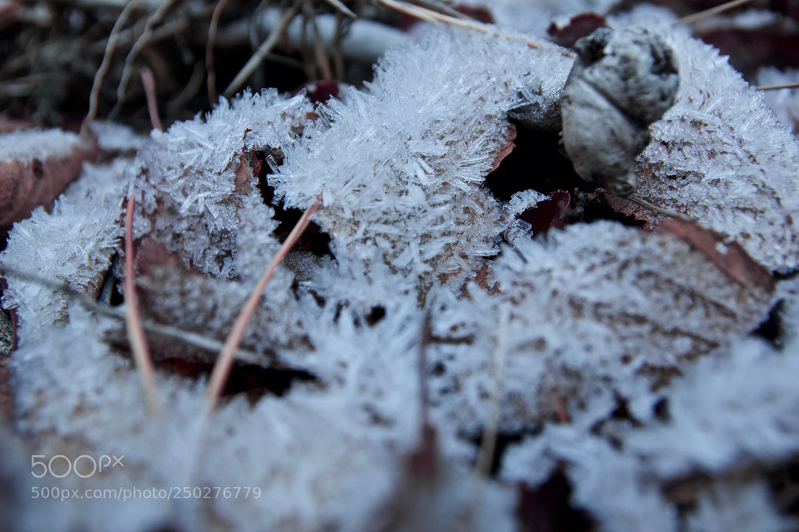 Canon EOS 100D (EOS Rebel SL1 / EOS Kiss X7) sample photo. Frozen leaf photography