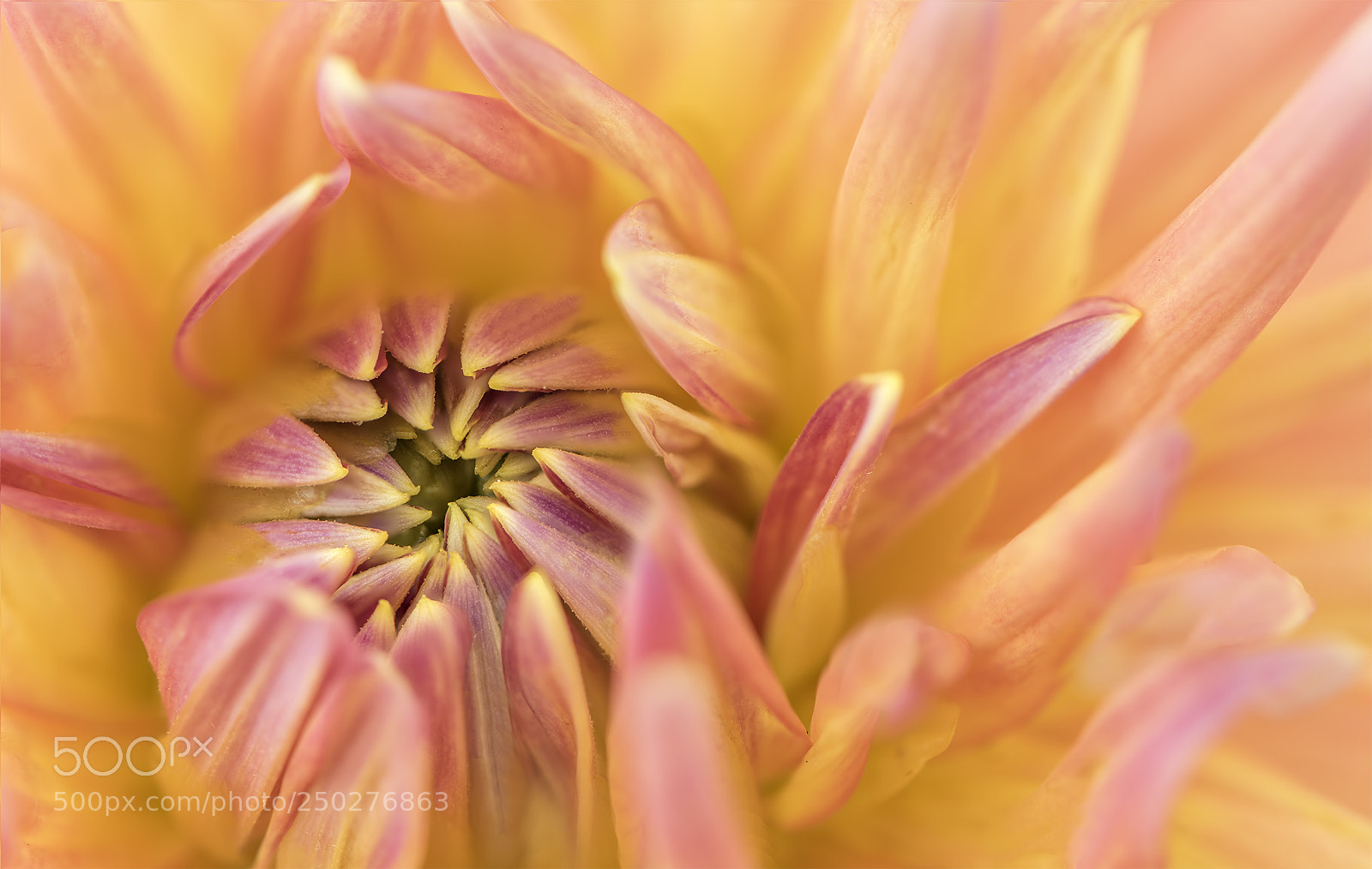 Nikon D810 sample photo. Centre of my world photography