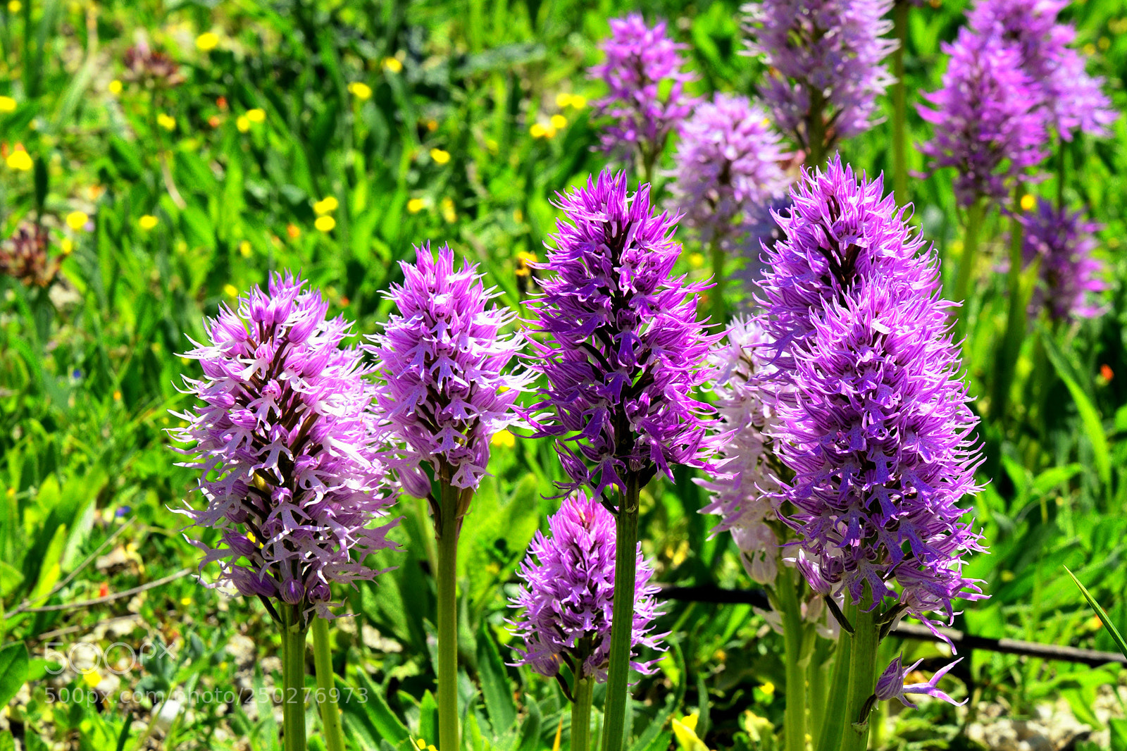 Nikon D800 sample photo. Naked man orchid orchis photography