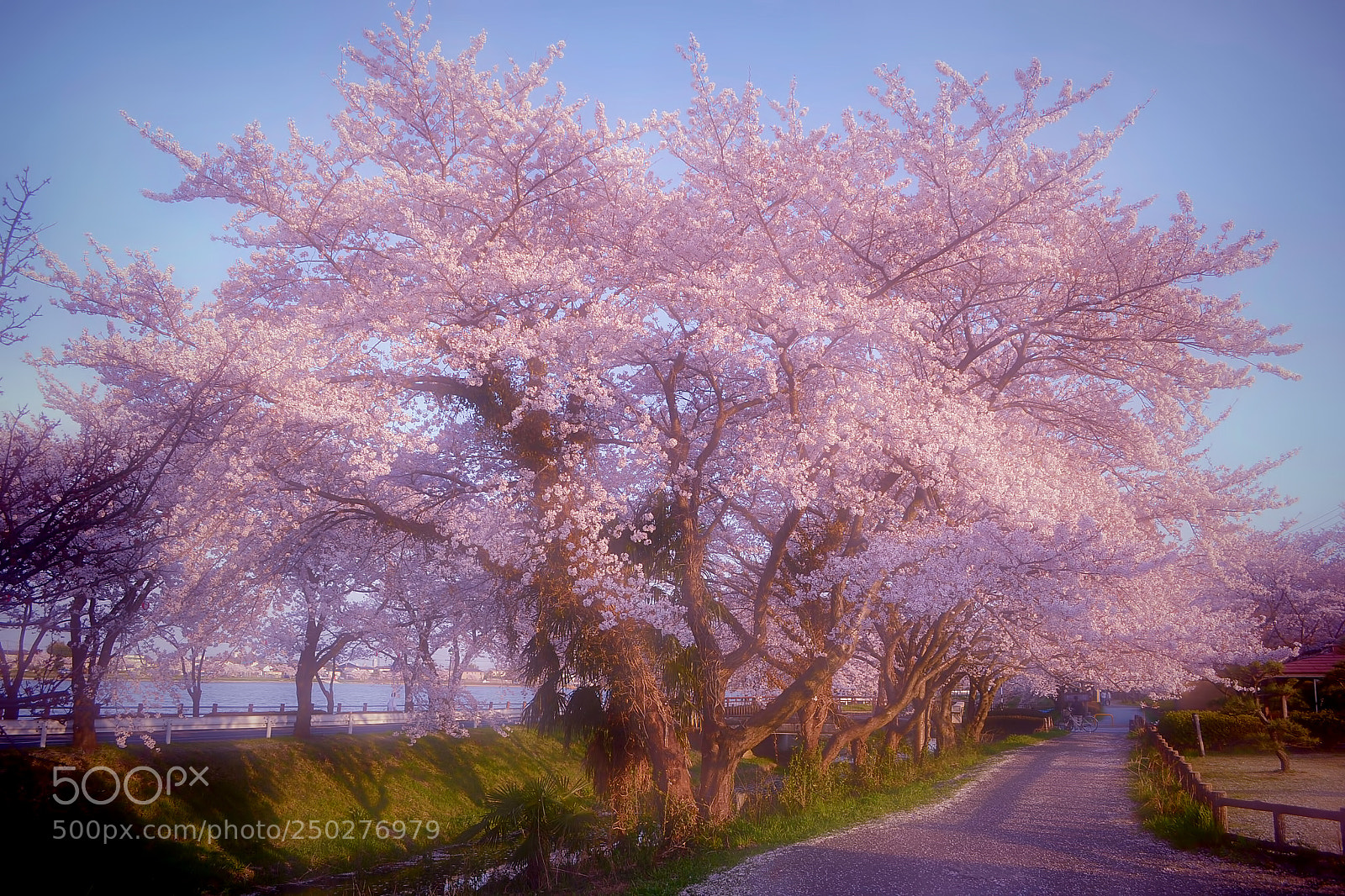 Nikon D3100 sample photo. Gorgeous sakura photography