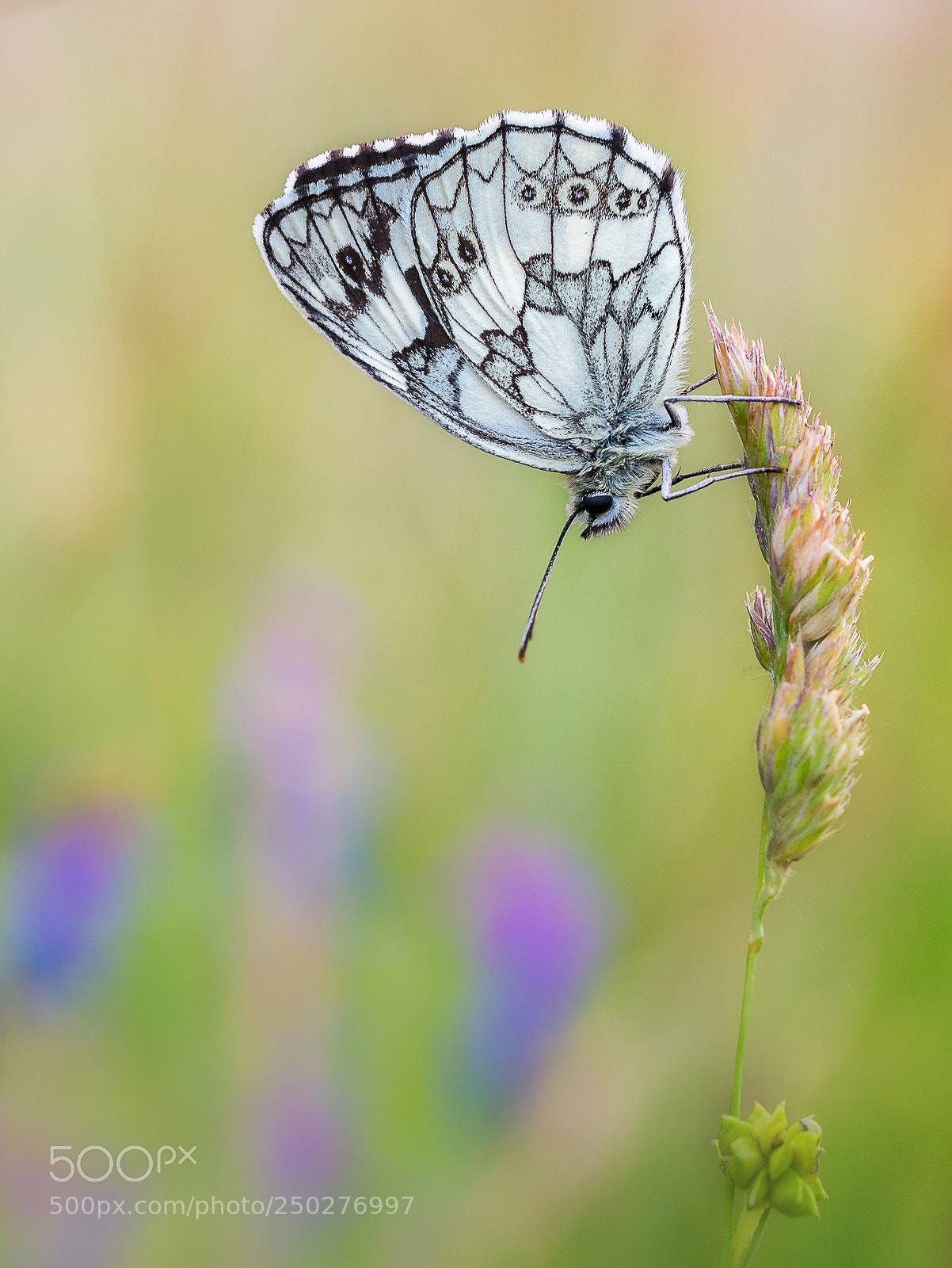 Panasonic DMC-G81 sample photo. Melanargia galathea photography