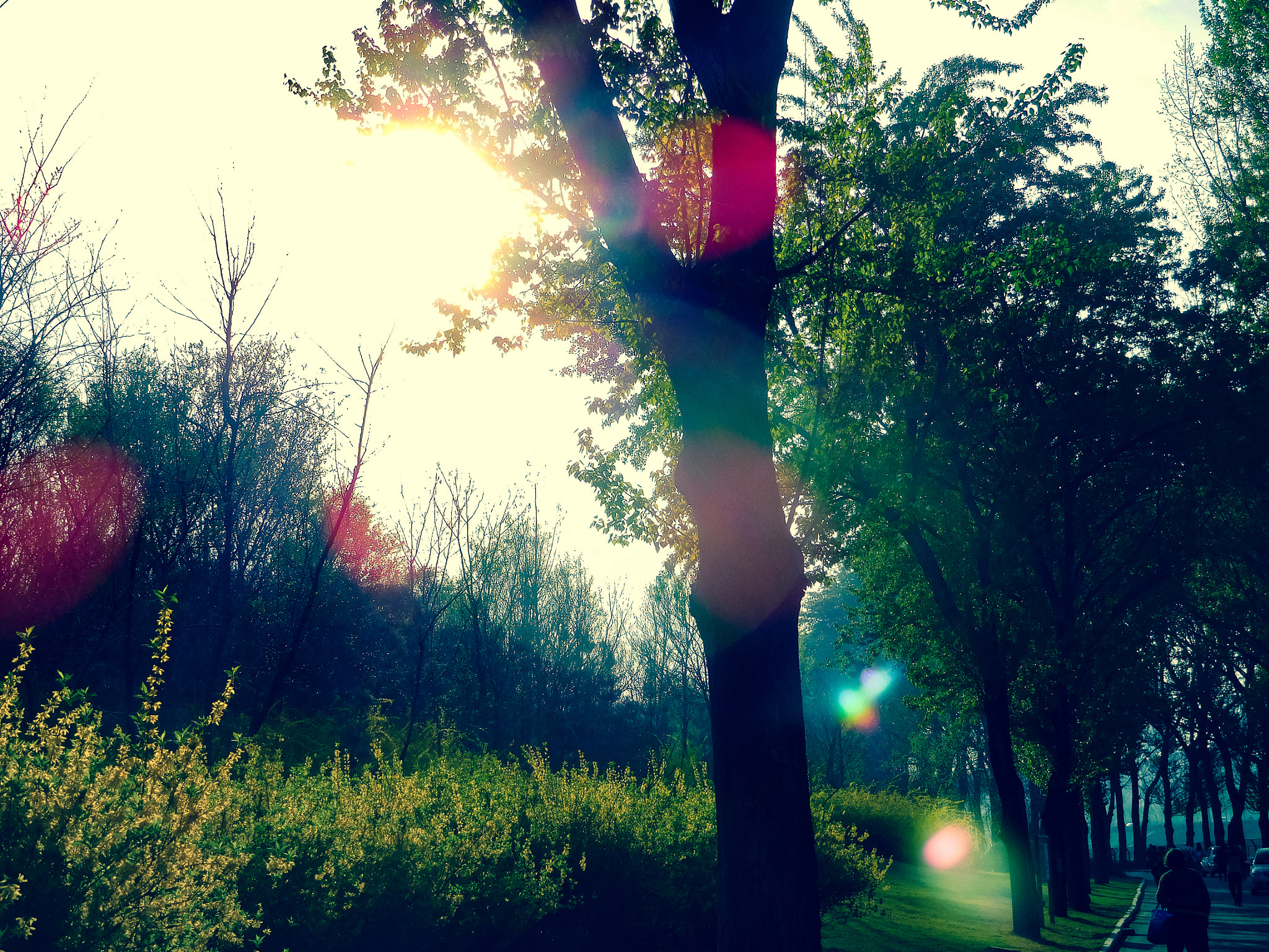 Nikon Coolpix S7000 sample photo. Tree in the park photography