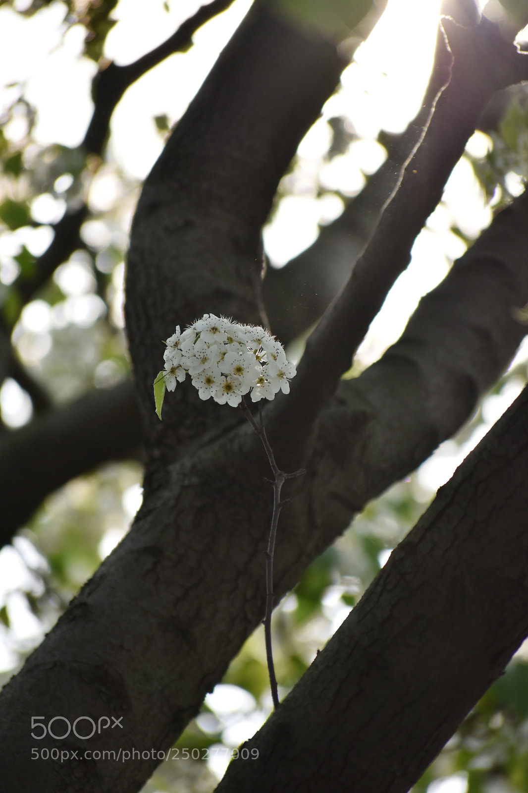 Nikon D7200 sample photo. Single photography