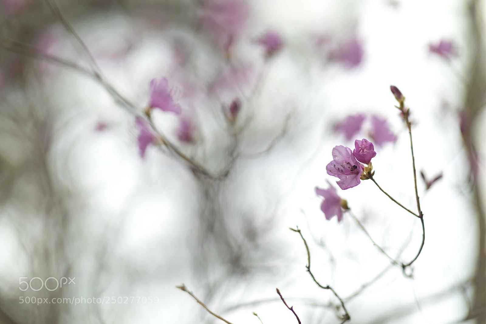 Canon EOS 5D Mark IV sample photo. Untitled photography
