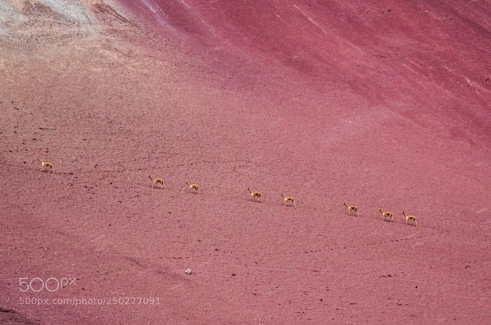 Pentax K-50 sample photo. Vicunas in the red photography