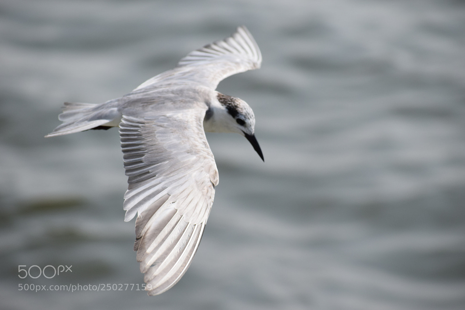 Nikon D5300 sample photo. Kingfisher photography