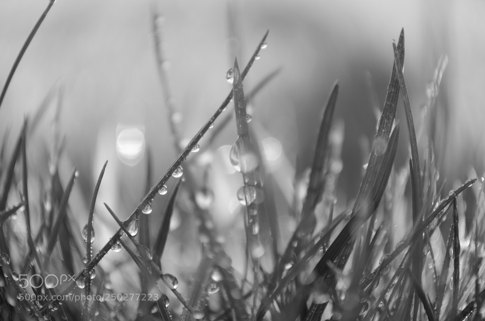 Nikon D5100 sample photo. Pearly spring photography