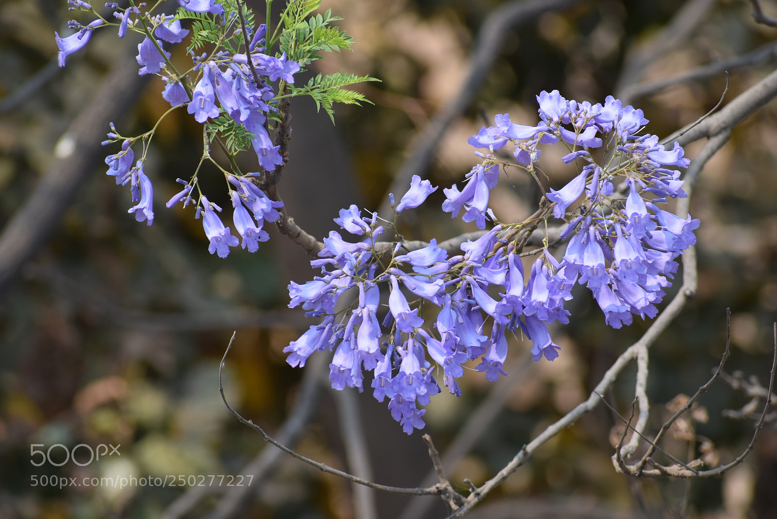 Nikon D5300 sample photo. Blue bells photography