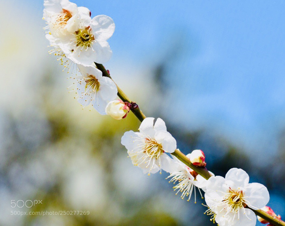 Nikon D7200 sample photo. Plum blossoms photography