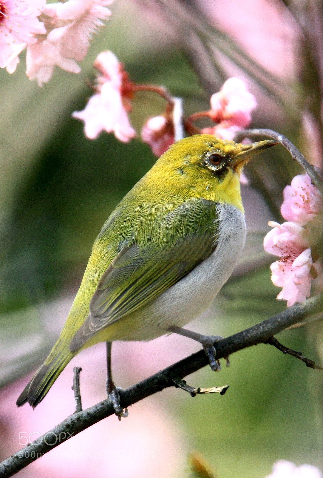 Canon EOS 7D sample photo. White-eye photography