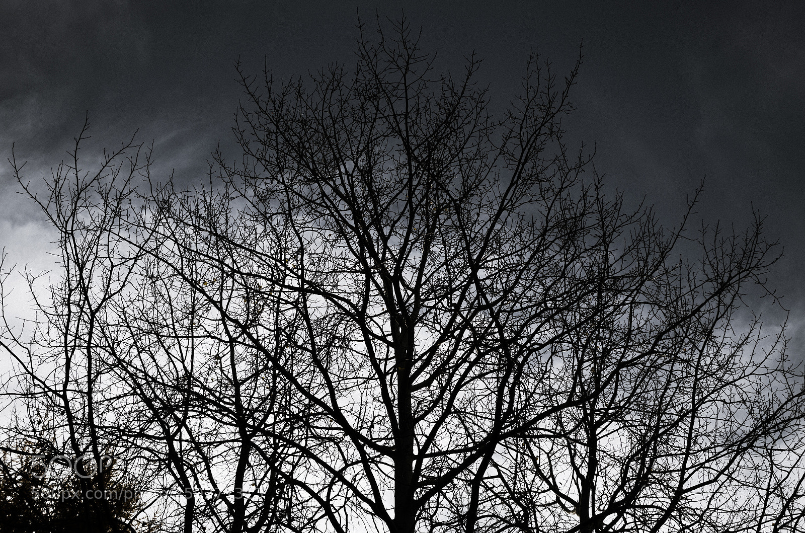 Nikon D5100 sample photo. B&w photography