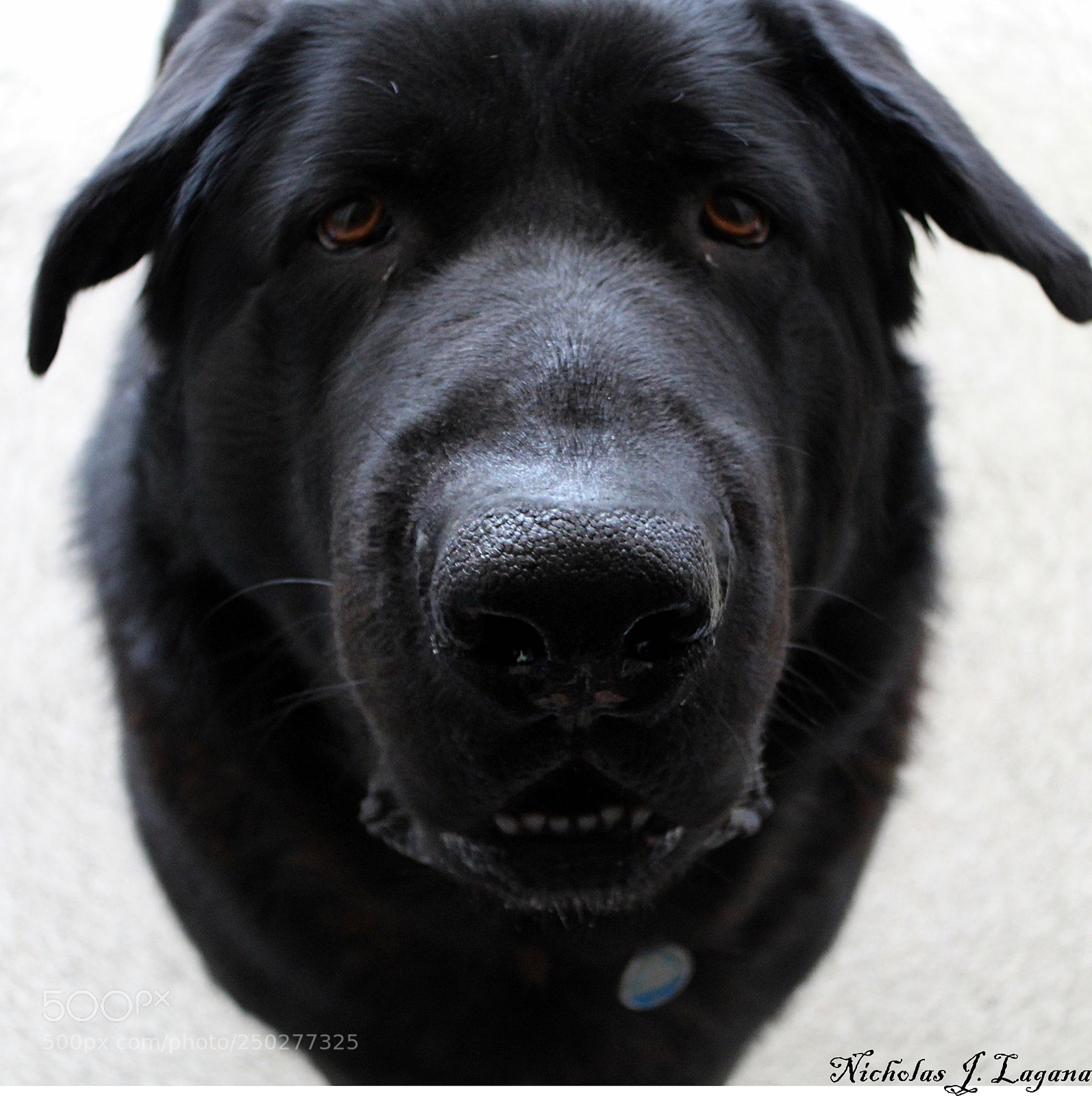 Canon EOS 1300D (EOS Rebel T6 / EOS Kiss X80) sample photo. Bear photography