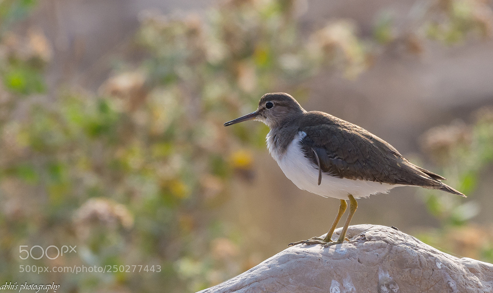 Nikon D7200 sample photo. Common sandpiper photography