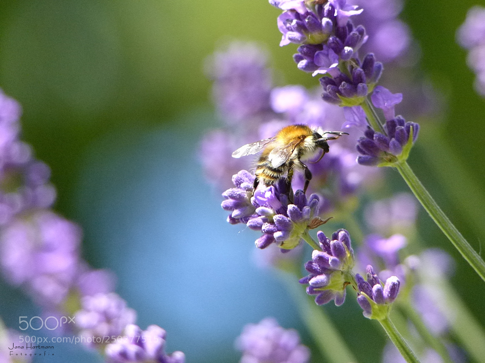 Panasonic Lumix DMC-FZ200 sample photo. Springtime photography