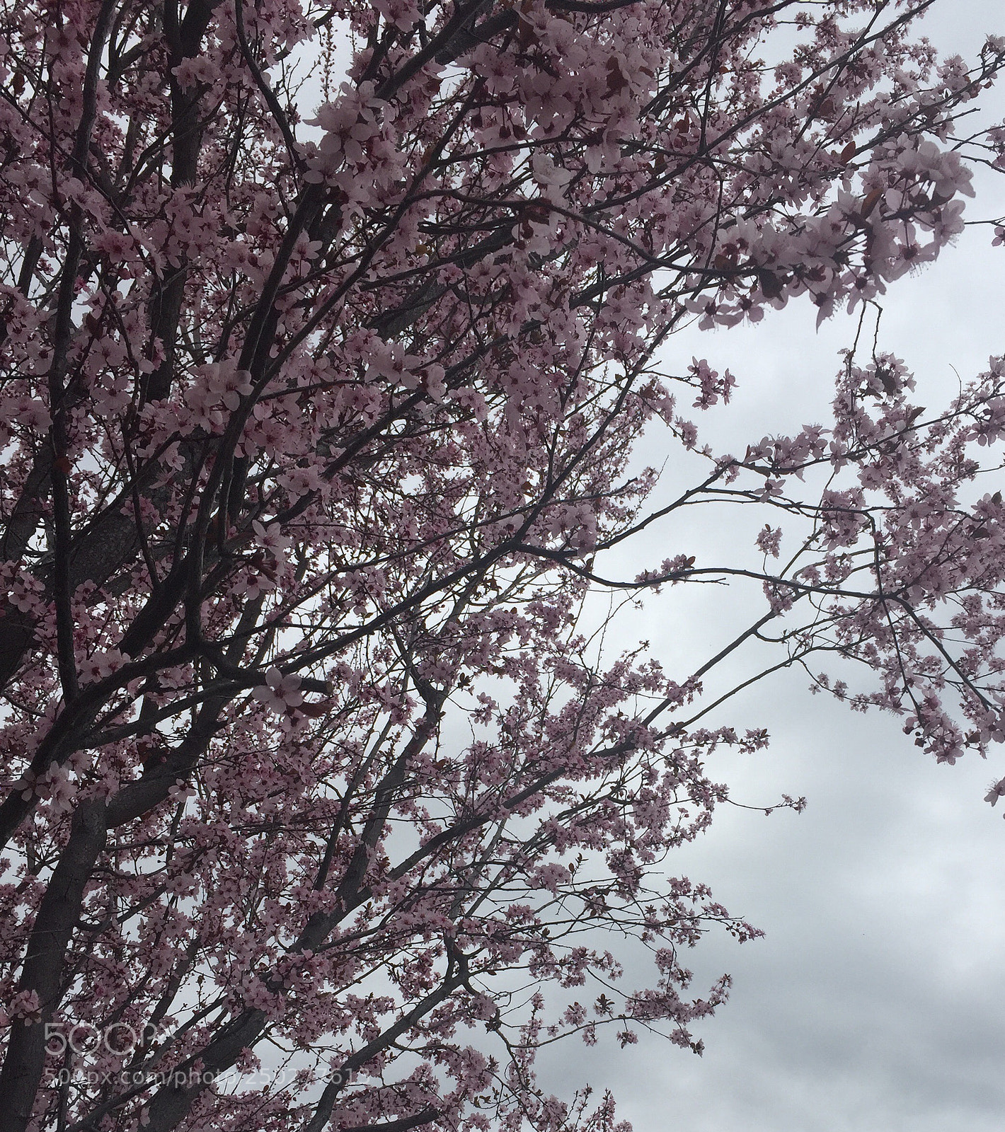 Apple iPhone 6 sample photo. Untitled photography