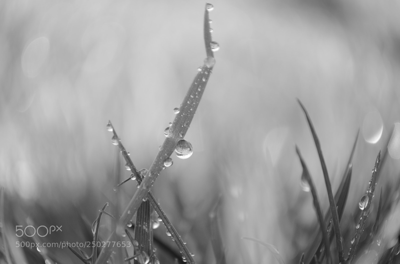 Nikon D5100 sample photo. Jewels of spring photography