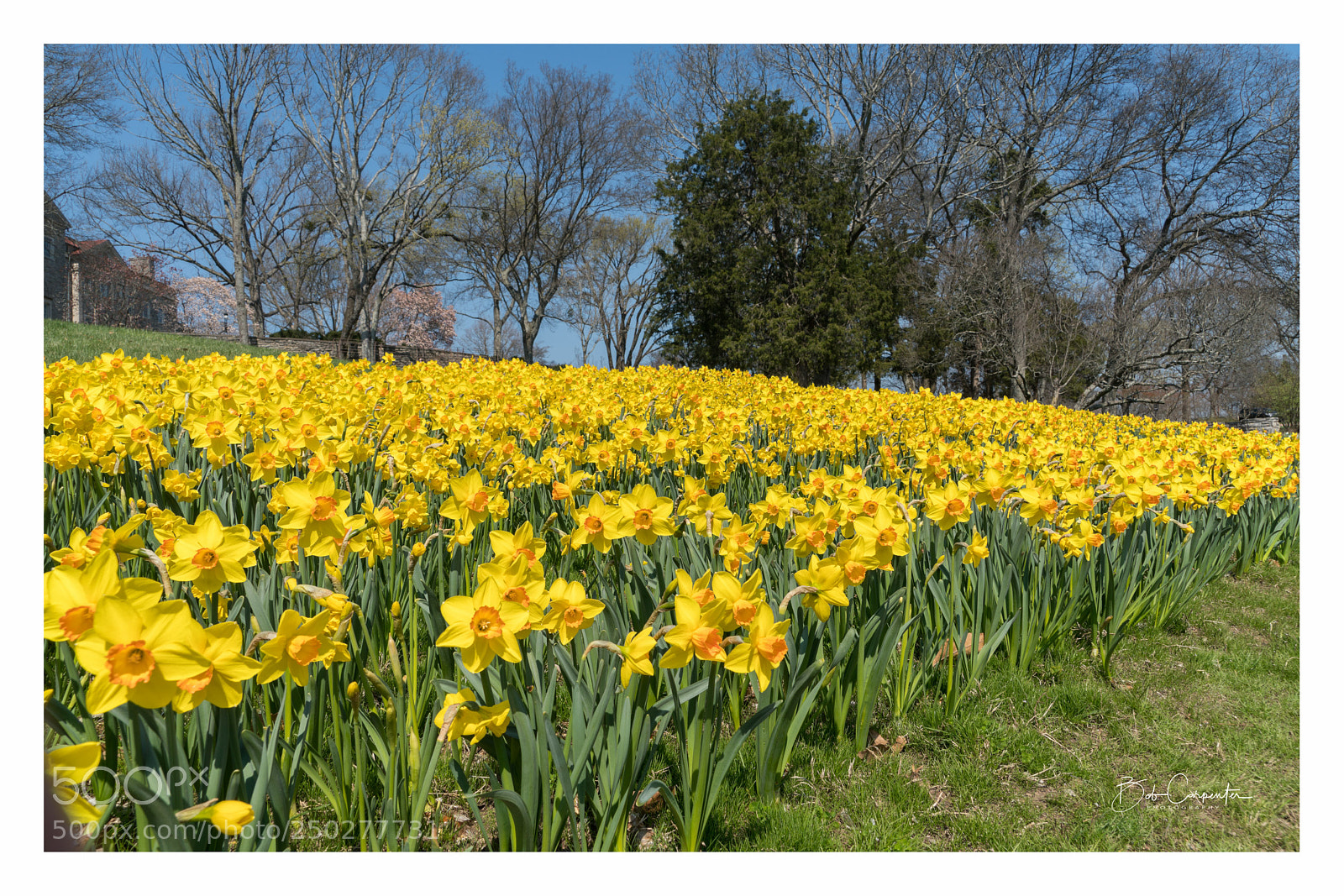 Sony a7R II sample photo. Daffodils in spring photography