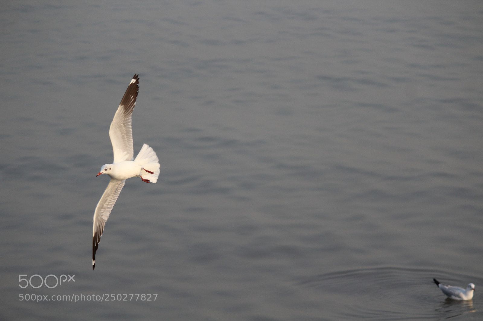 Canon EF-S 55-250mm F4-5.6 IS II sample photo. The freedom photography