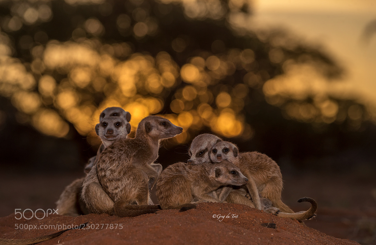 Nikon D4S sample photo. Meerkat family photography