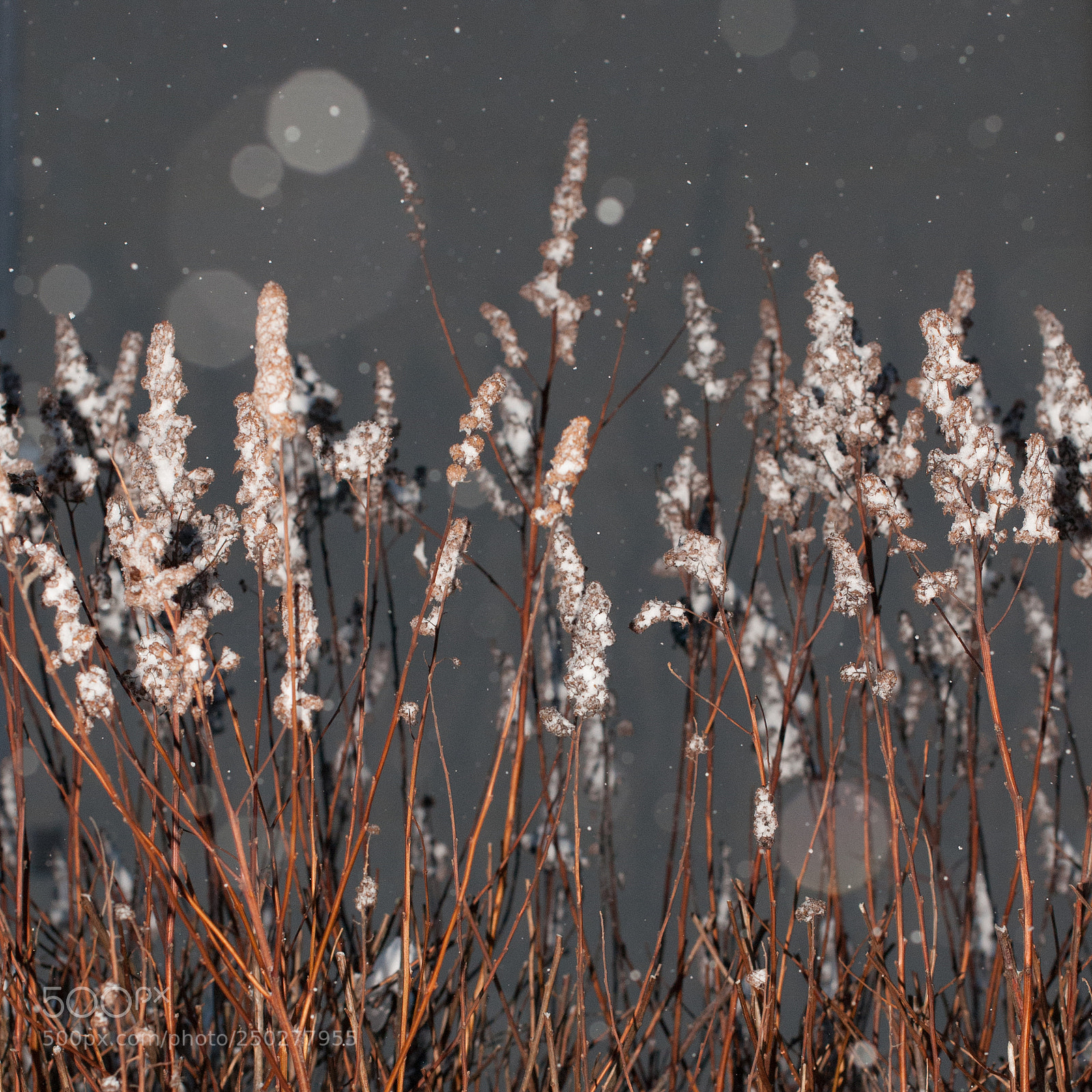 Nikon D300 sample photo. Hedge in snow photography