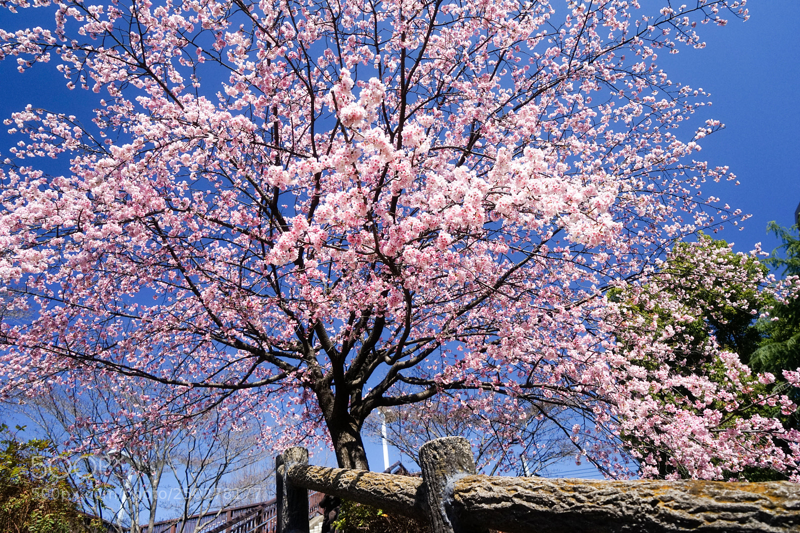Sony a7 sample photo. Tree of sakura photography