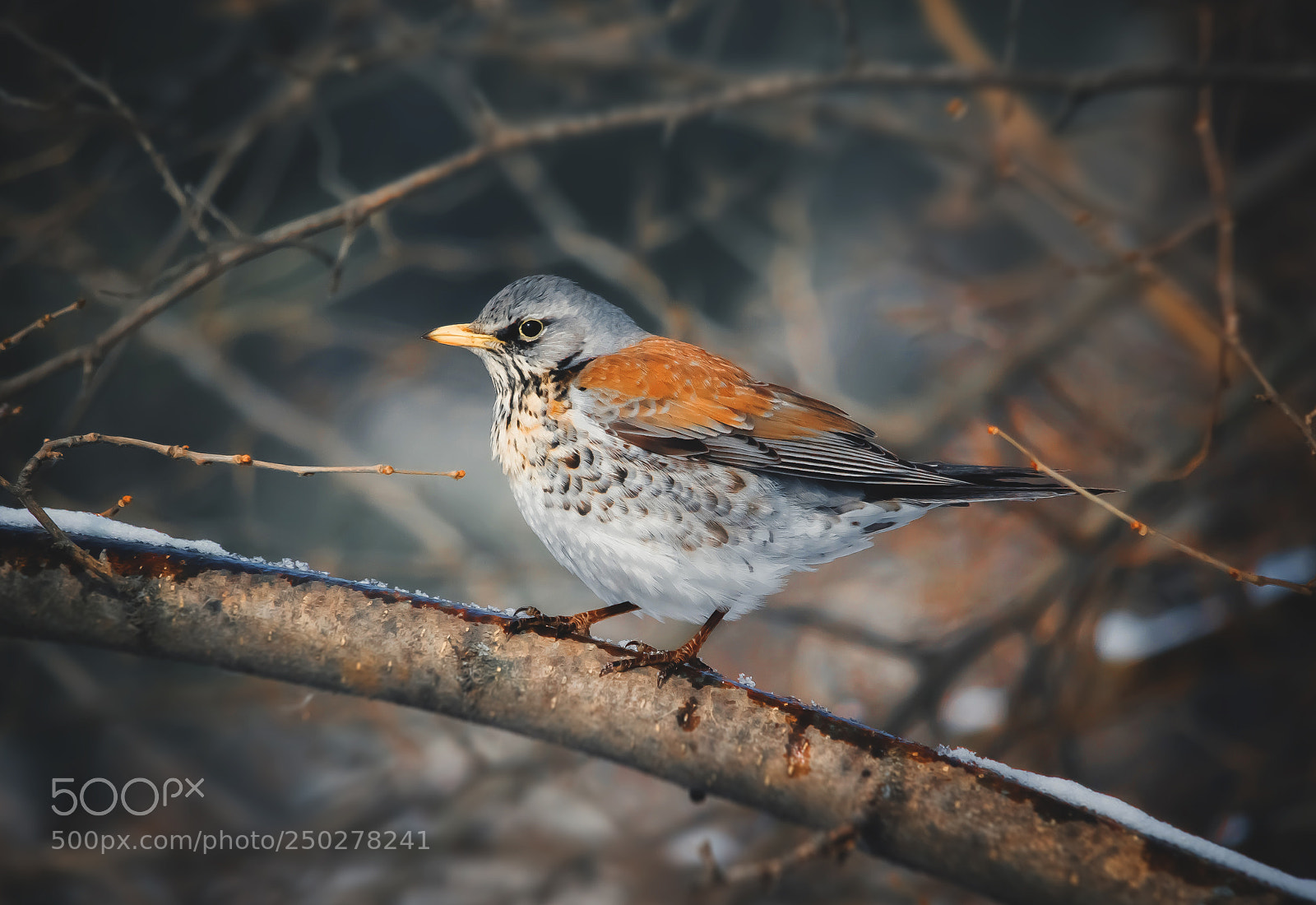 Canon EOS 700D (EOS Rebel T5i / EOS Kiss X7i) sample photo. Fieldfare photography