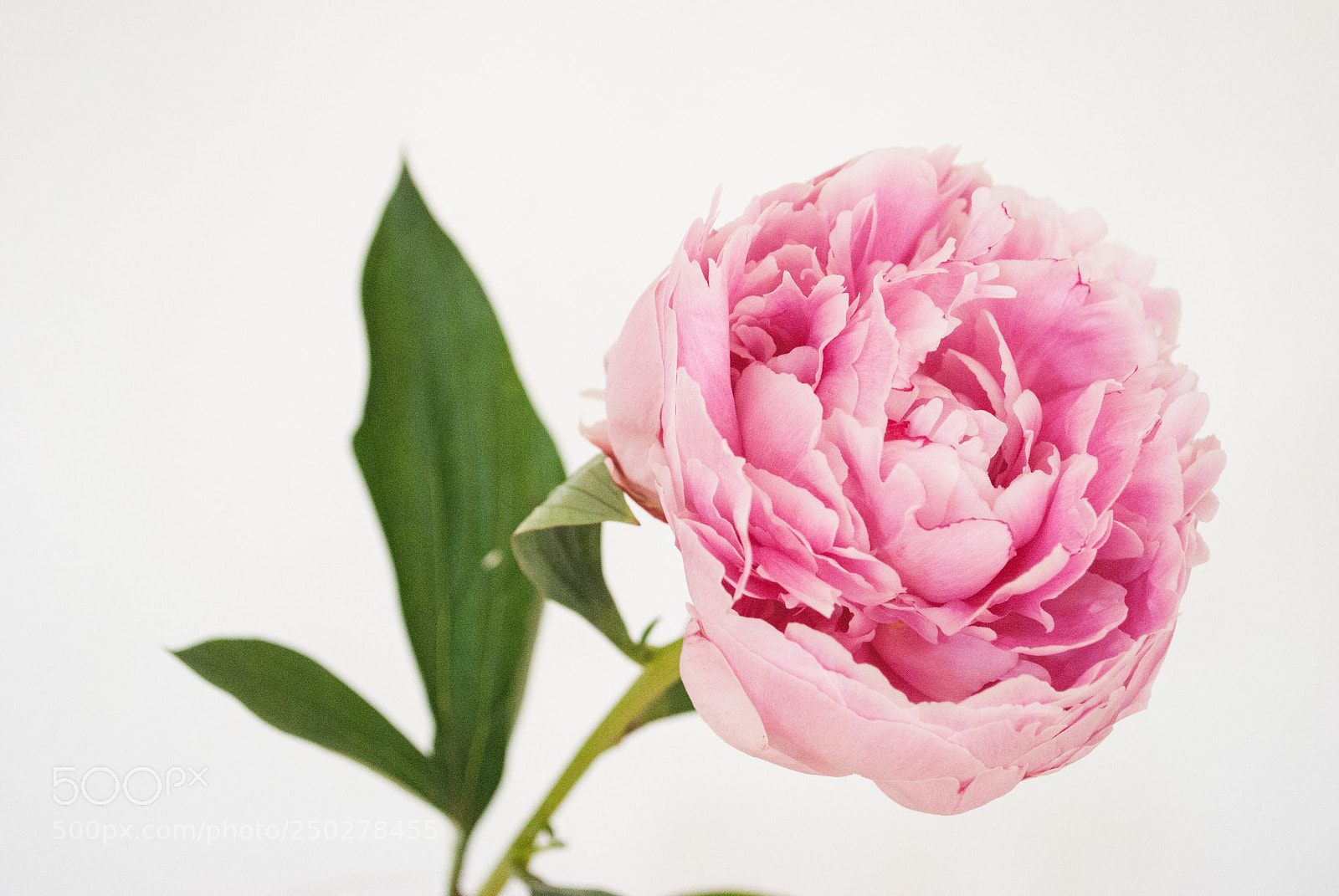 Nikon D3000 sample photo. A peony flower closeup photography
