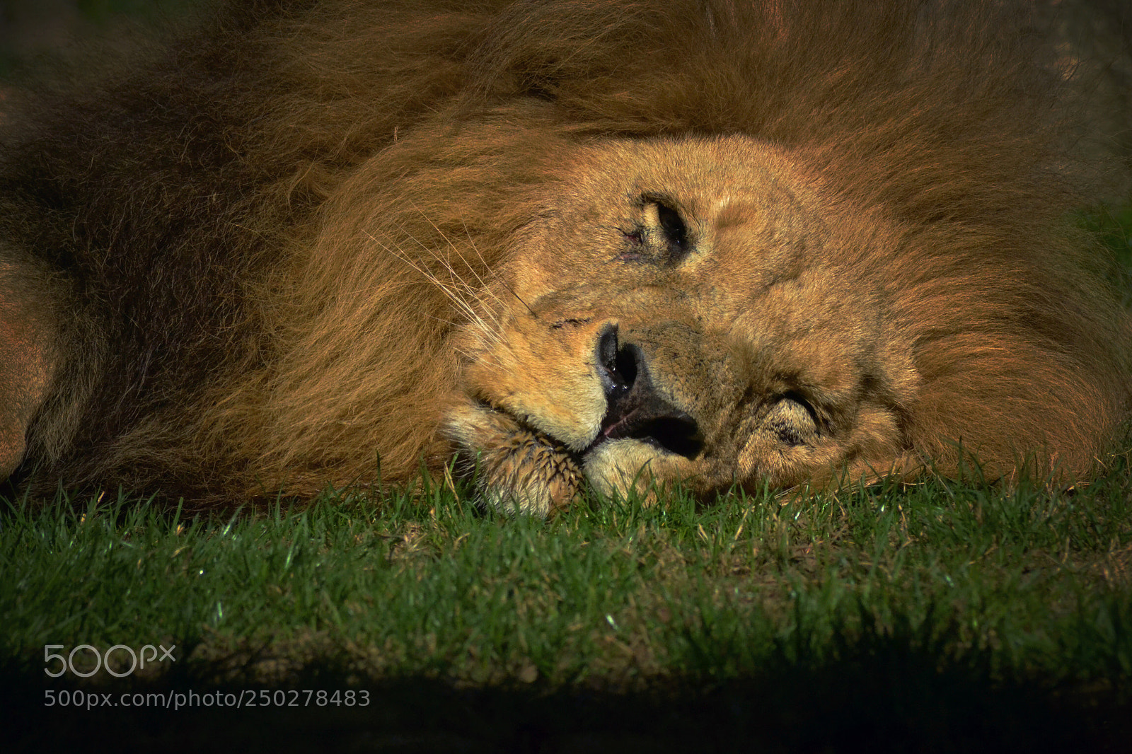 Nikon D3100 sample photo. The lion king ❤️ photography