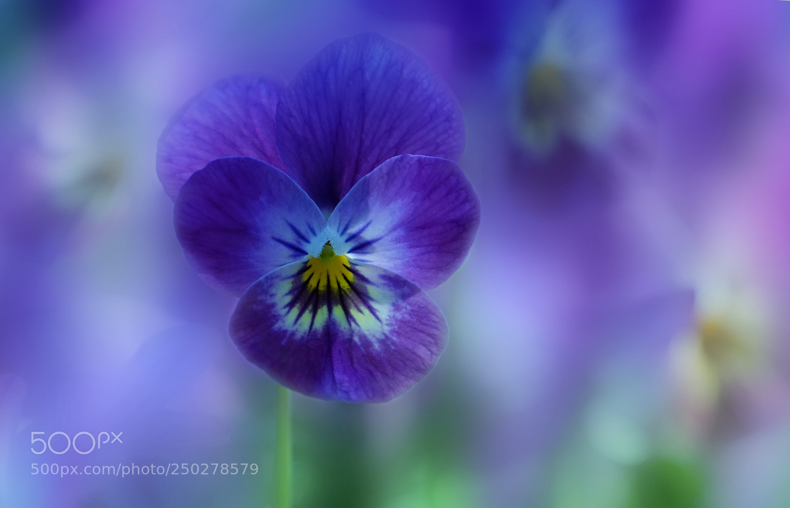 Sony a7R II sample photo. Viola photography
