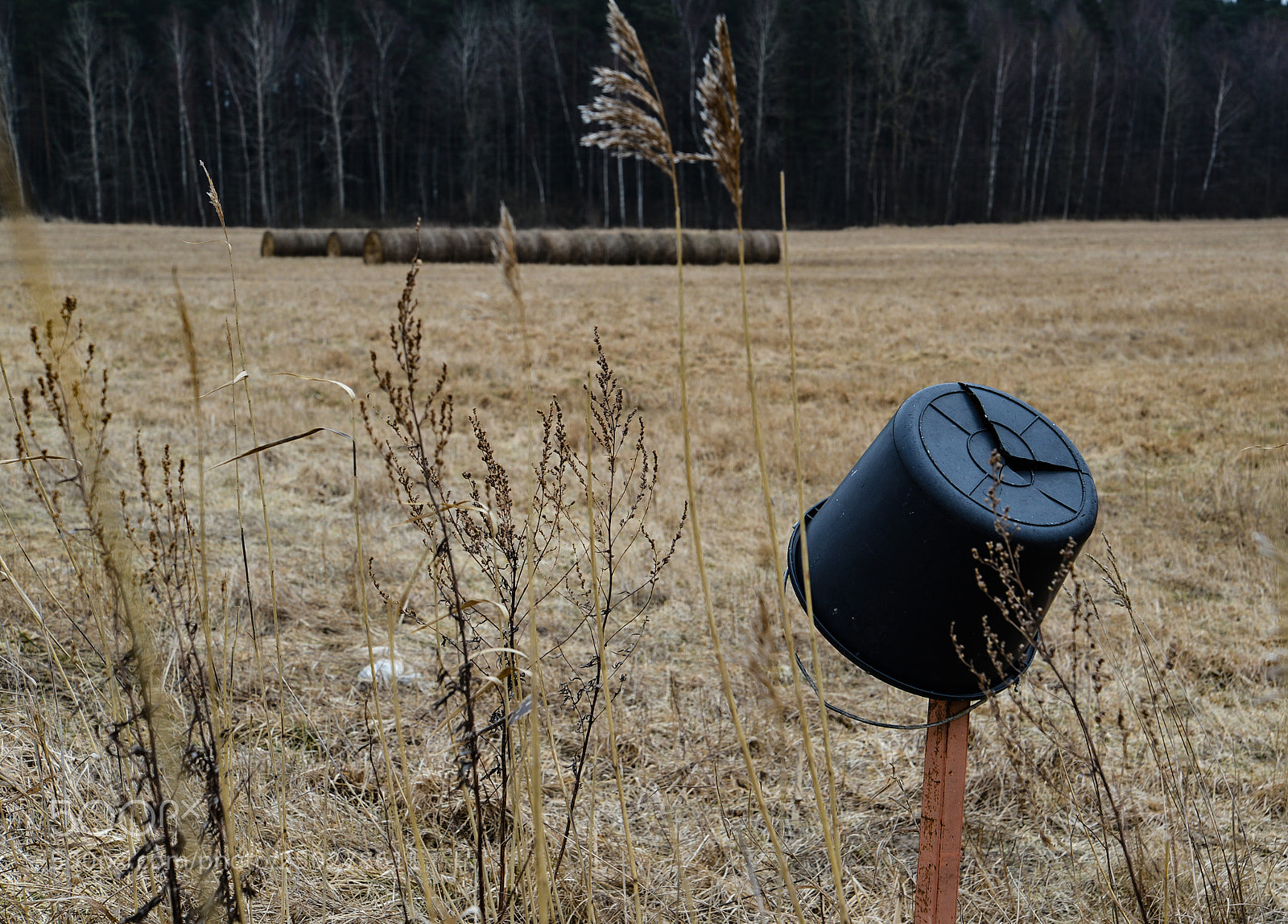 Nikon D600 sample photo. Untitled photography
