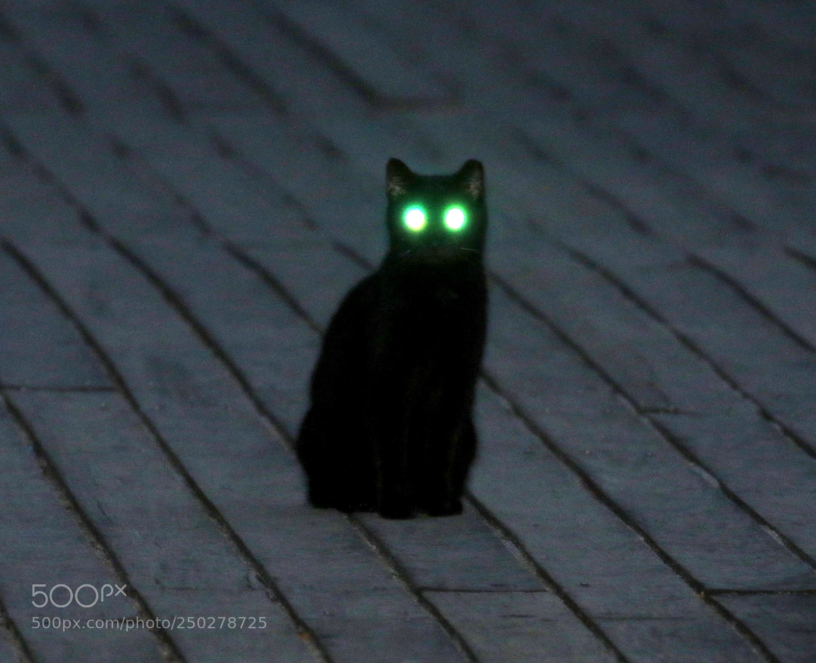 Canon EOS 7D Mark II sample photo. Laser eyes photography