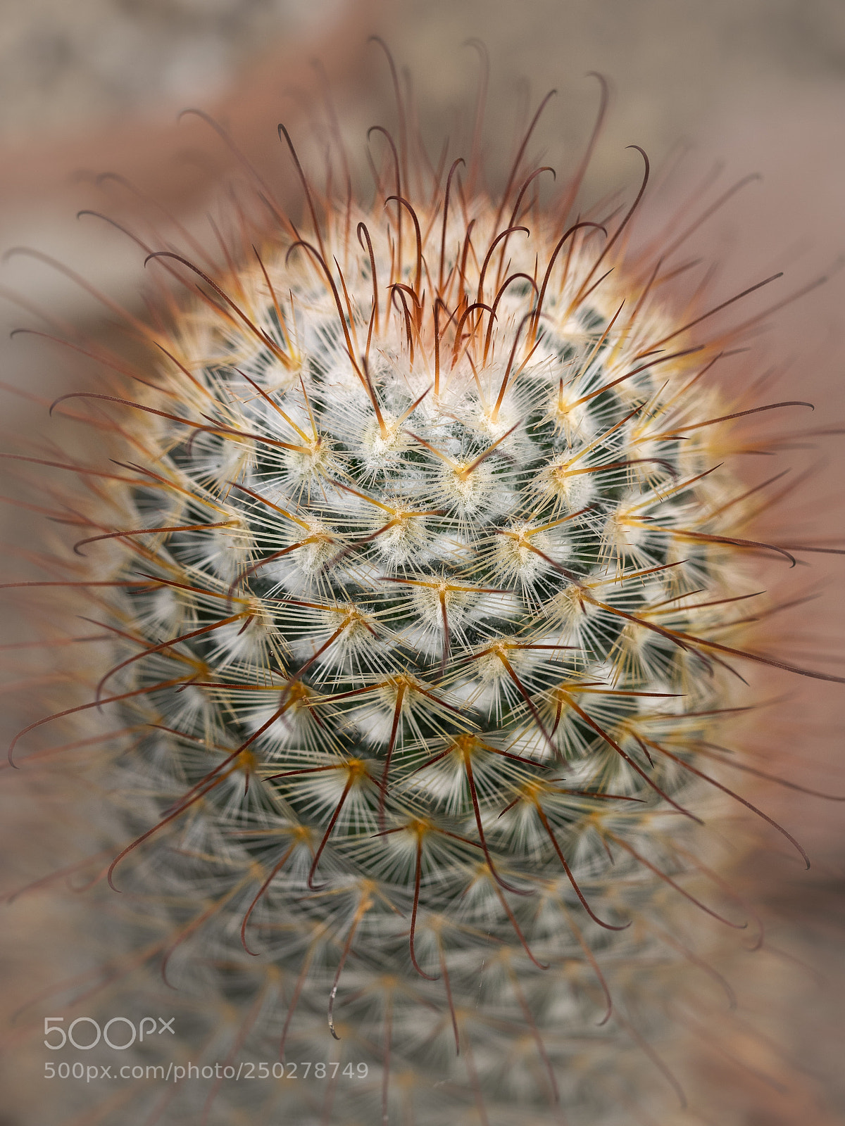 Olympus OM-D E-M1 sample photo. Cactus photography