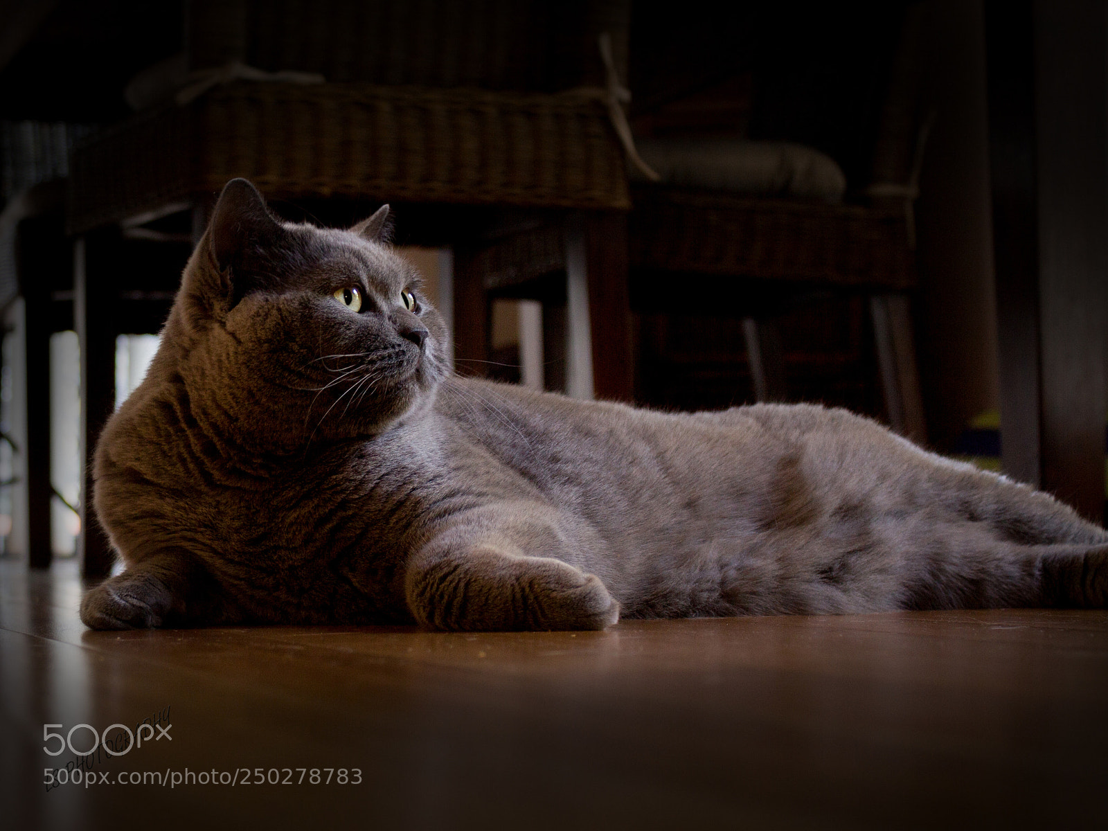 Canon EOS 700D (EOS Rebel T5i / EOS Kiss X7i) sample photo. Clohe the cat photography