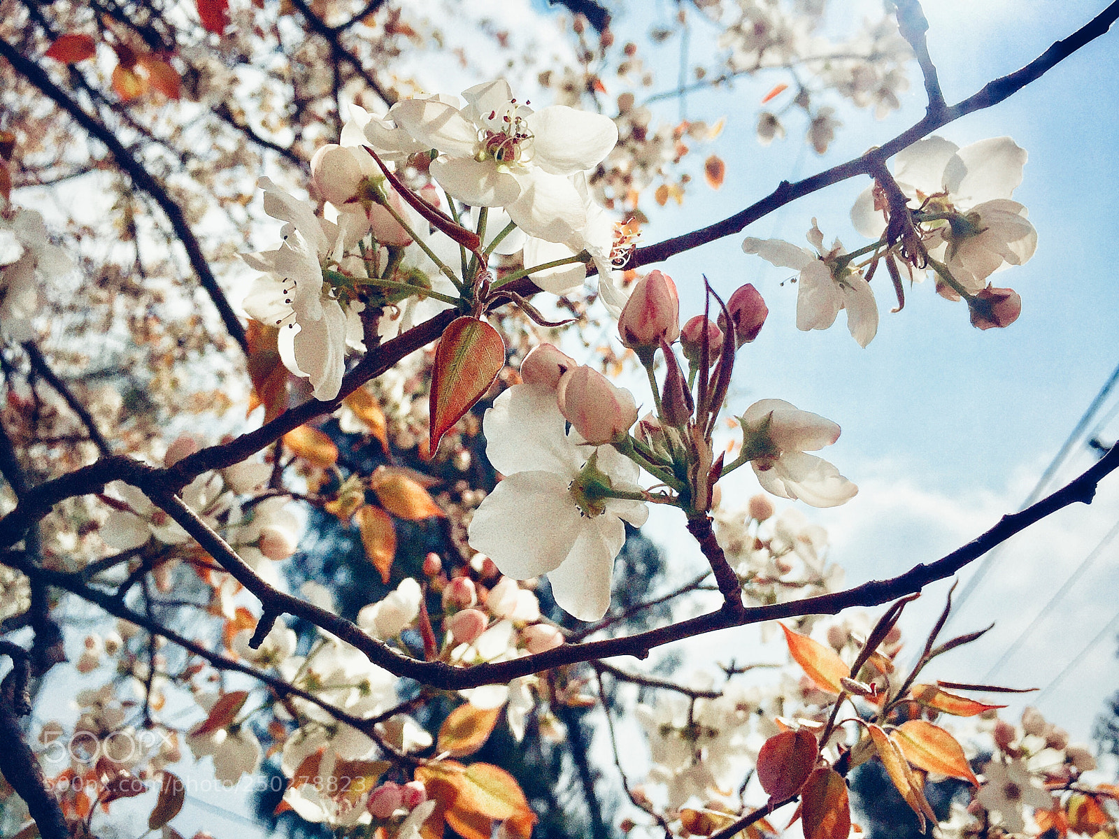 Apple iPhone 6 sample photo. New photography