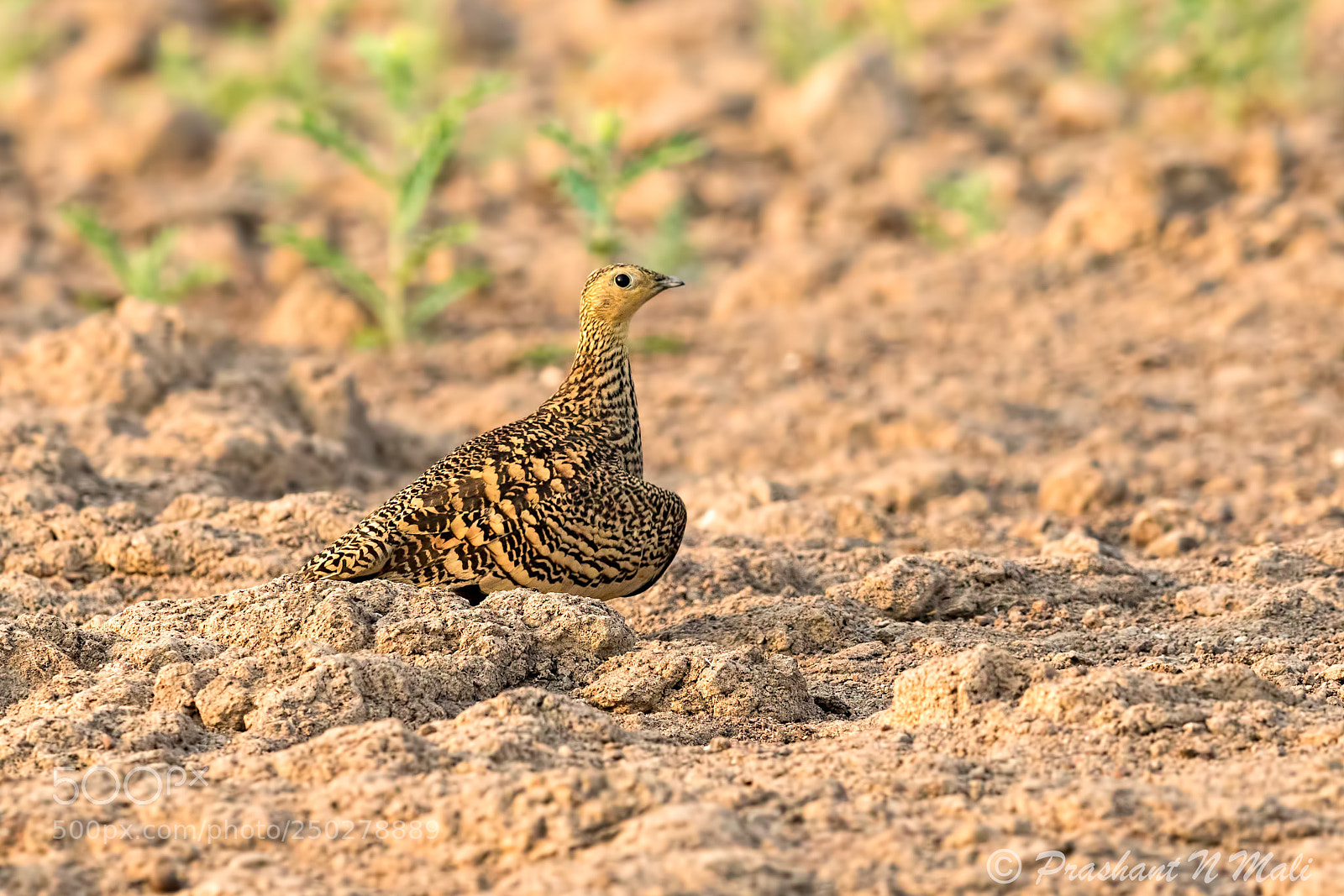 Canon EOS 7D Mark II sample photo. Chestnut bellied sandgrouse photography