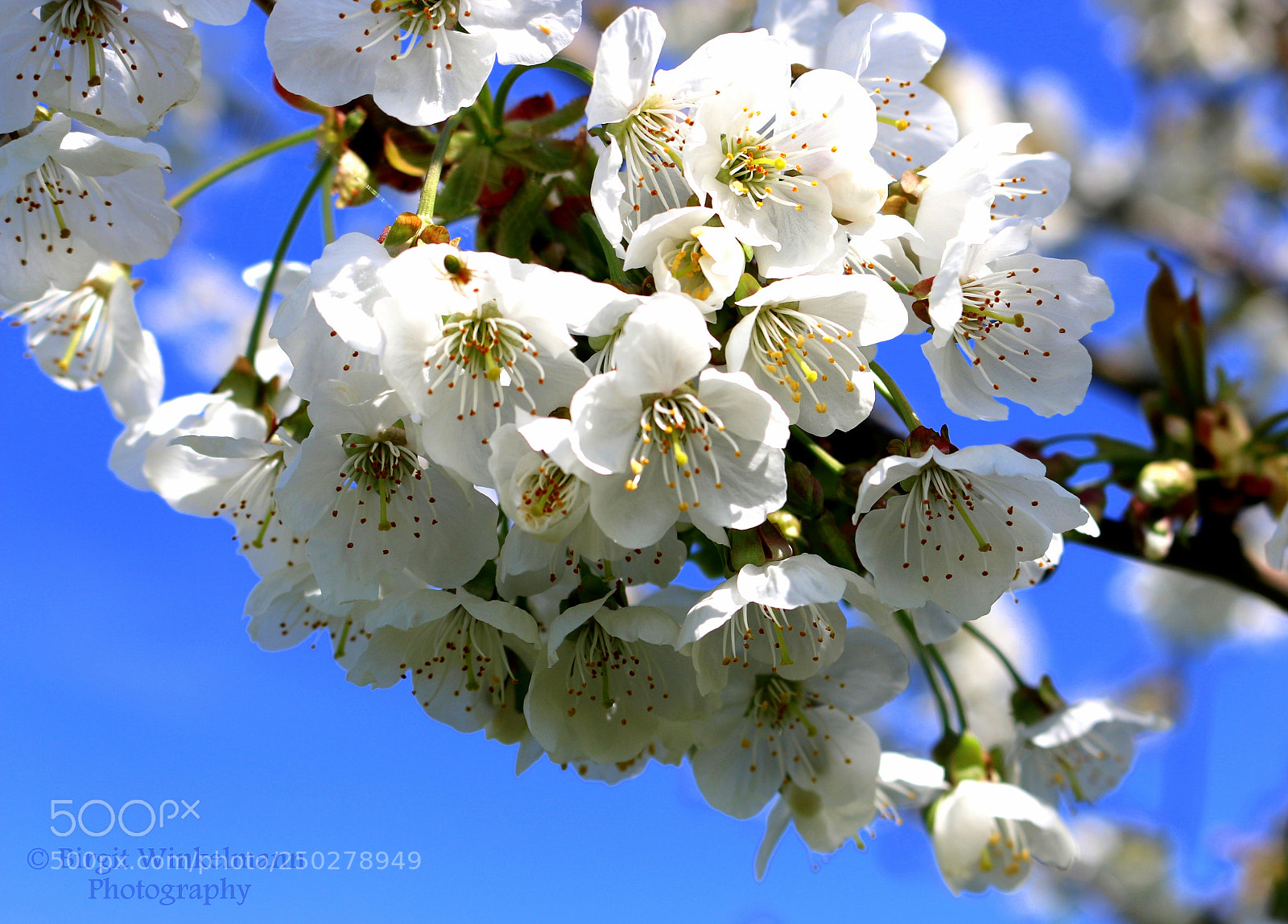 Canon EOS 70D sample photo. 1.jpg photography
