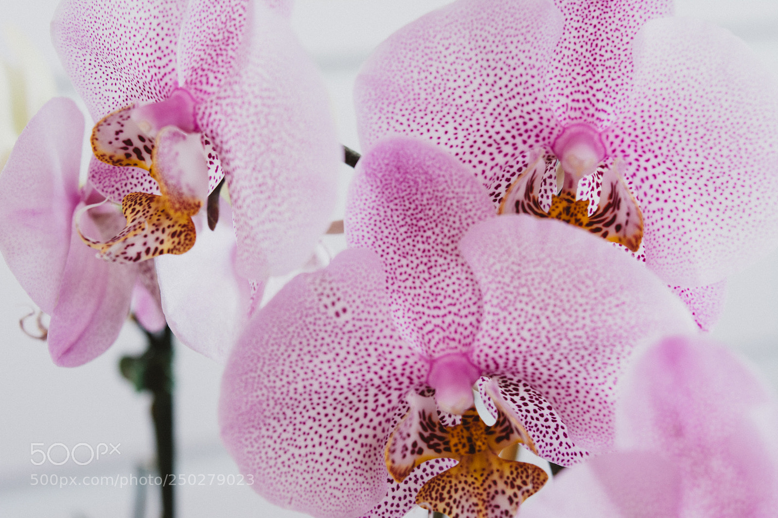 Nikon D5200 sample photo. Orchids i photography