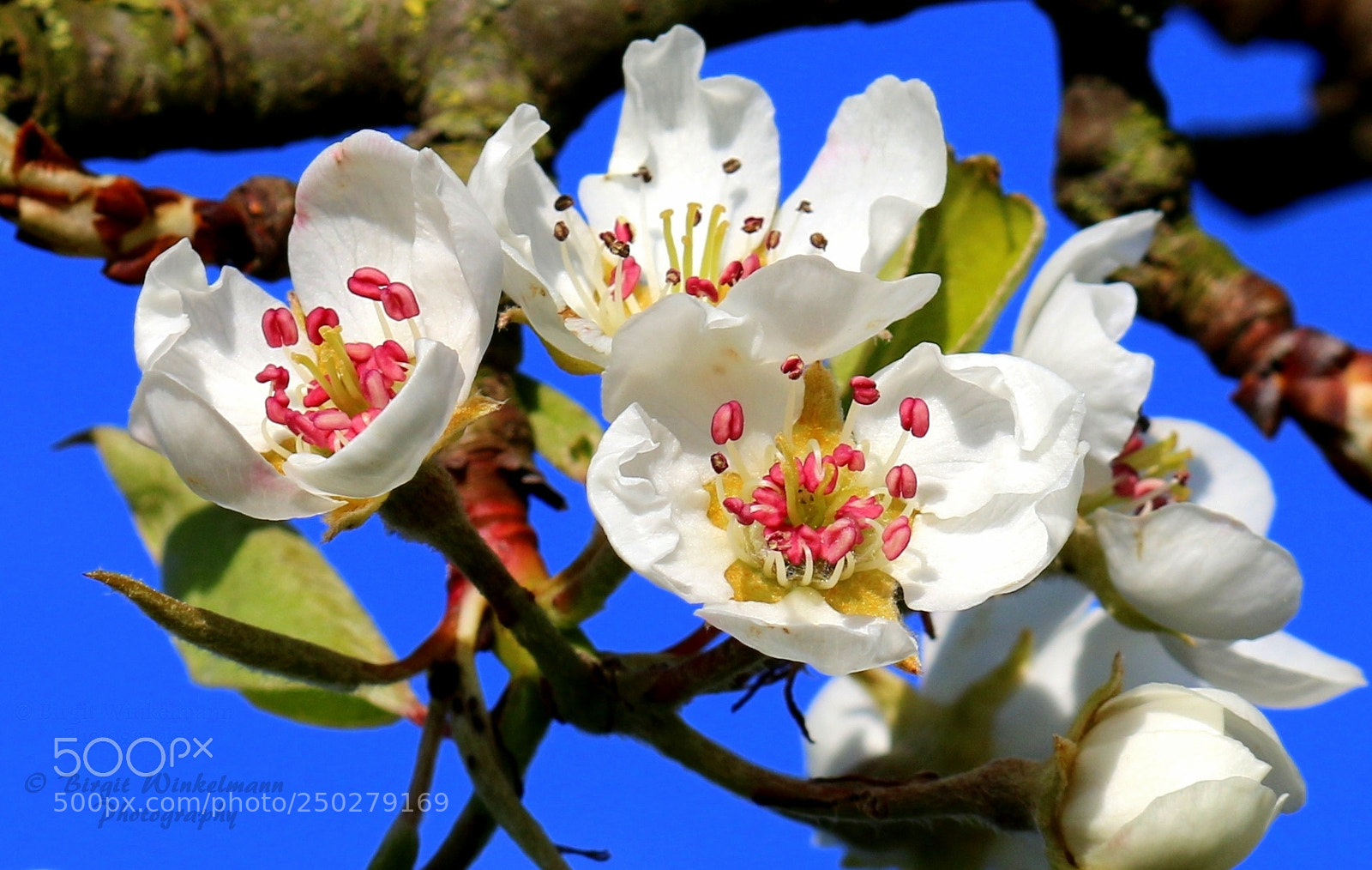 Canon EOS 70D sample photo. Cherry blossoms photography