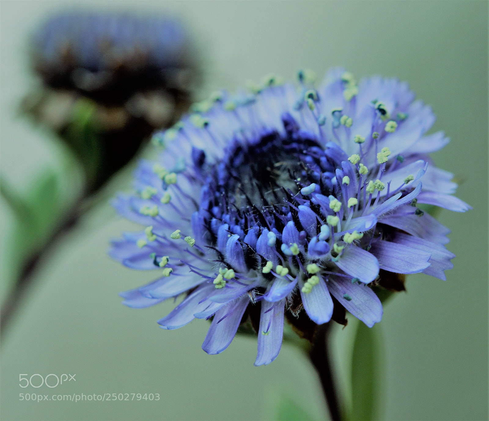 Canon EOS 700D (EOS Rebel T5i / EOS Kiss X7i) sample photo. Blues at springtime photography