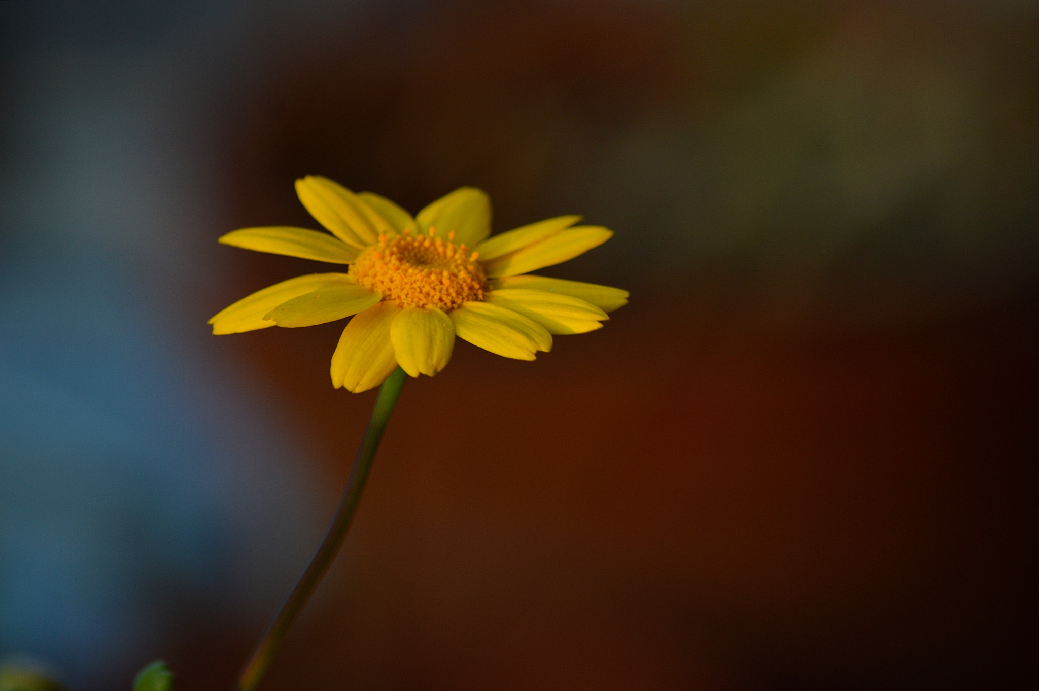 Nikon D3200 sample photo. Wilflower photography