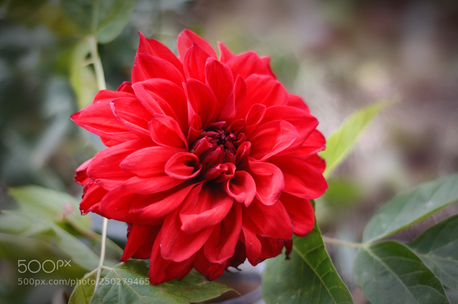 Nikon D90 sample photo. ... photography