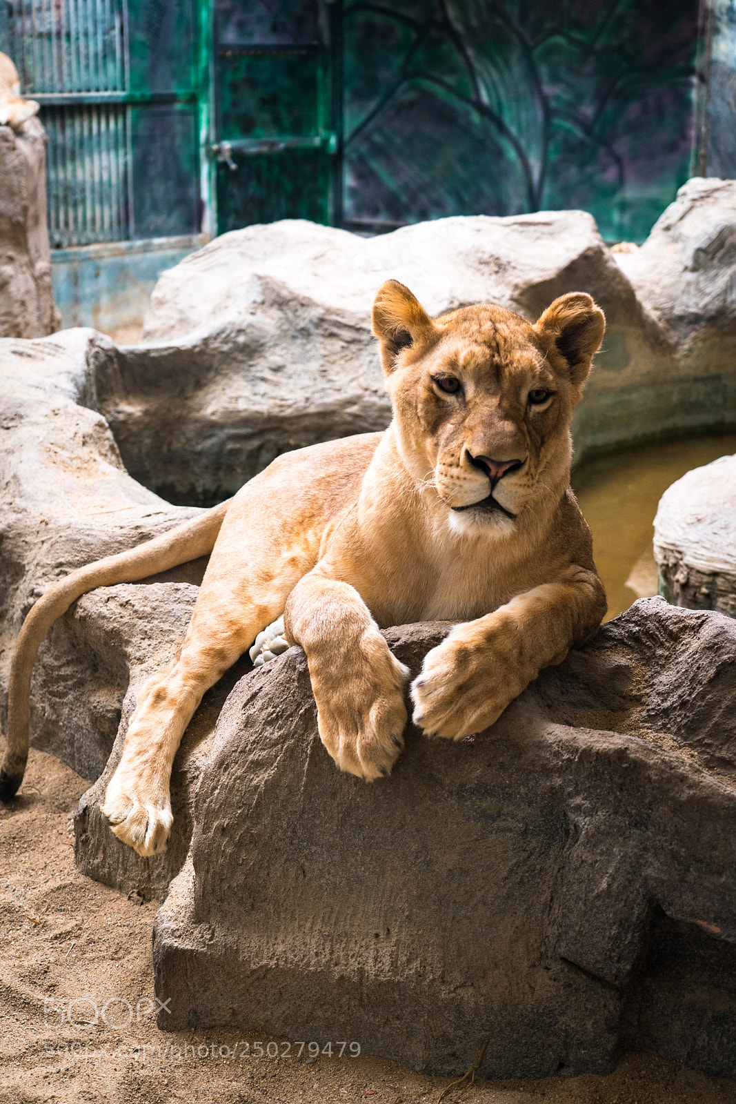 Sony a7R II sample photo. The tiger photography